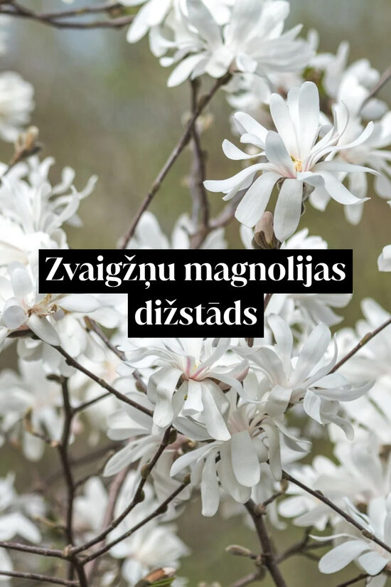 Zvaigžņu magnolijas dižstāds - apaļa krūma forma, 2 dažādi izmēri